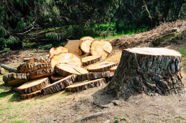 Best Tree Trimming and Pruning  in La Crosse, KS